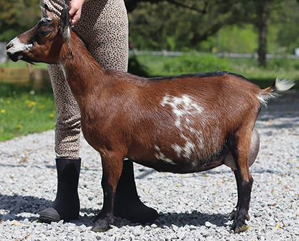 FeatherNScale Alderaan's Hope 